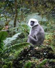 Obraz premium Close up of a grey and white monkey with a furry head