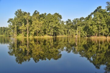 Fototapeta premium A peaceful forest lake with calm water reflections of the lush green trees