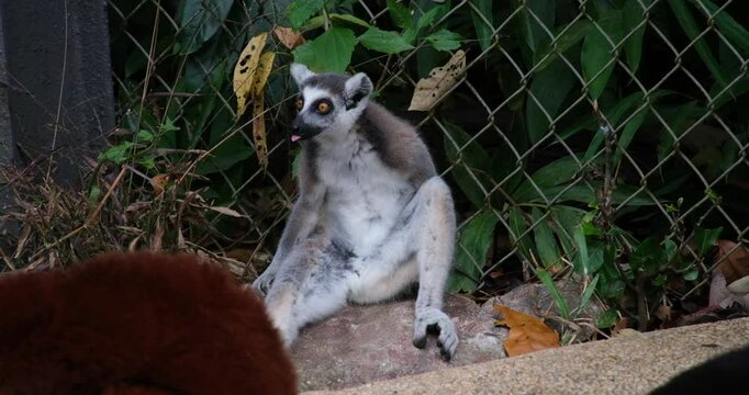 Ring-tailed lemur, Lemur catta, primate, medium to large size, wet nose The ruffed red vari, sitting on the ground, fur picking and self grooming, close up shot.