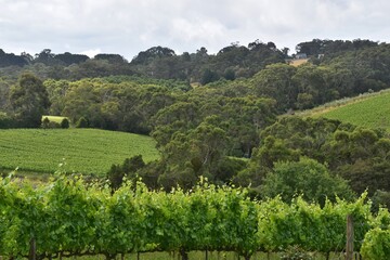 A beautiful local wine tasting at a vineyard on the green lush Mornington Peninsula outside of Melbourne, Australia
