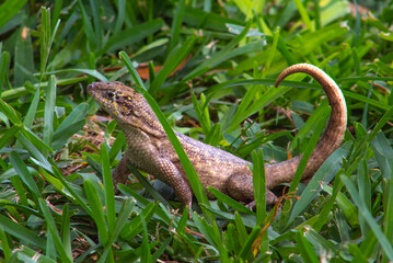 lizard in the middle of the grass