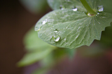 雨上がりの葉っぱに乗った水滴