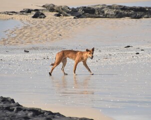 Close up of an orange dingo wild dog on Fraser Island in Australia
