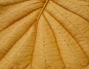 Closse-Up of Dry Leaf with Vanes, macro. Generated image