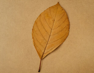 Dry Maple Leaf on Beige Background. Generated image