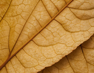 Closse-Up of Dry Leaf with Vanes, macro. Generated image