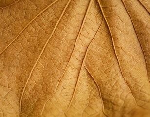 Closse-Up of Dry Leaf with Vanes, macro. Generated image