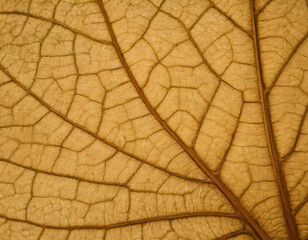 Closse-Up of Dry Leaf with Vanes, macro. Generated image