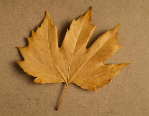 Dry Maple Leaf on Beige Background. Generated image