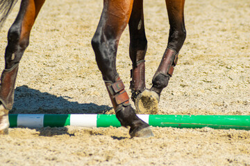 legs of a brown lusitano thoroughbred horse in a horse dressage competition, equestrian sports...