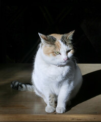 Obraz premium ひなたぼっこするネコ