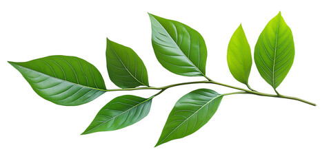 Vibrant green branch with leaves isolated on transparent background