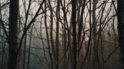 Obraz premium tree in the forest