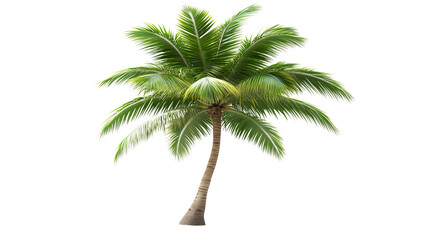 Obraz premium a coconut tree isolated on a transparent background