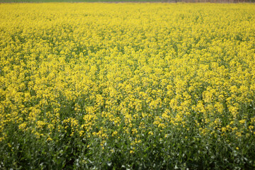 field of rapeseed
