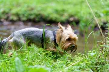 Little curious Yorkshire terrier on green grass in the forest