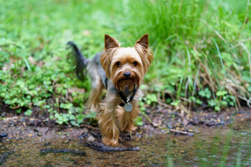 Little curious Yorkshire terrier on green grass in the forest