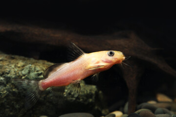 Obraz premium Gold Nigrita Catfish (Synodontis nigrita)