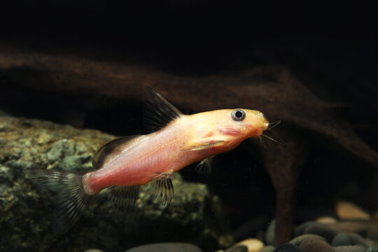 Gold Nigrita Catfish (Synodontis nigrita)