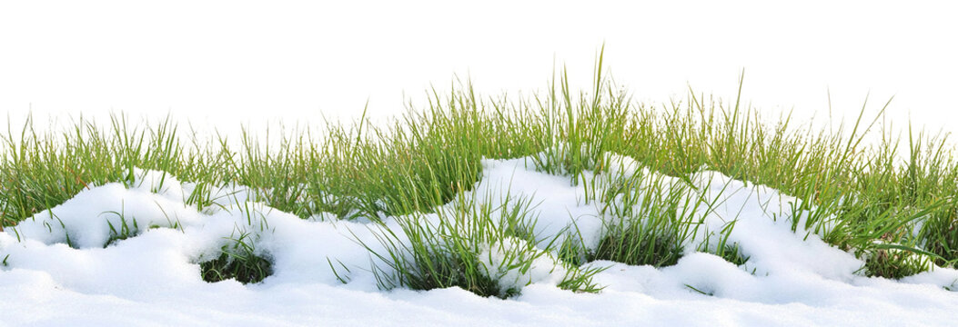 Green grass meadow covered with melting snow, isolated on transparent cutout background

