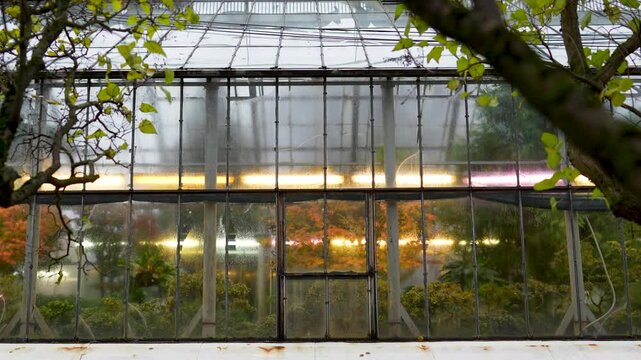 Old greenhouse with glass facade houses tropical plants and trees illuminated by artificial lights and phyto lamps. Glasshouse with transparent facade glows warmly from grow light in cold season.