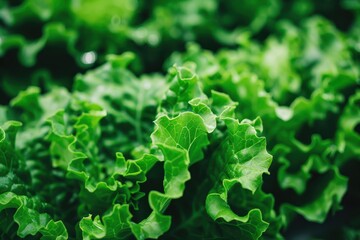 Up close view of organic green salad lettuce in hydroponic greenhouse