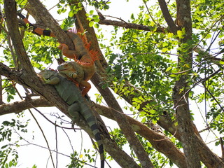 Fototapeta premium Orange male Iguana is perched on branch above, raising his wattles to make it look bigger than it actually is, impress female green iguana perched on branch below. Iguana iguana to courting each other
