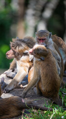 Toque macaque family grooming in sri lanka's lush greenery