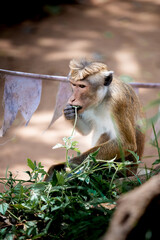 Toque macaque monkey eating plants in sri lanka near buddhist flags