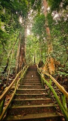 Exploring the Ulu Temburong jungle and rainforests of Borneo island on the Brunei side