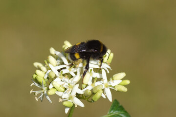 Bumblebee species in the Bombus terrestris-complex on flowers of common dogwood (Cornus sanguinea)...