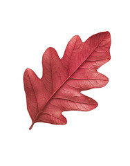 Obraz premium leaf isolated on white