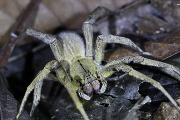 Poisen spider in the jungle