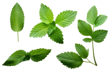 A collection of fresh mint leaves in various stages of descent, highlighting their rich hues and intricate veins, isolated on white background