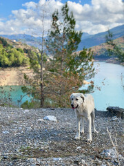 Fototapeta premium Stray dog ​​in nature with a view of the lake