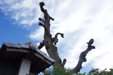 倉敷美観地区の風景　岡山県
