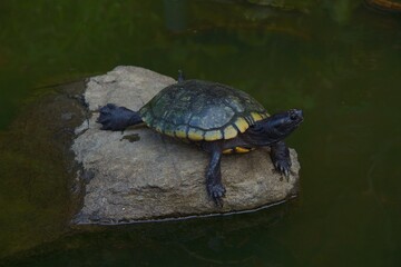 倉敷美観地区の風景　アイビースクエア
亀　蔦　赤レンガ
