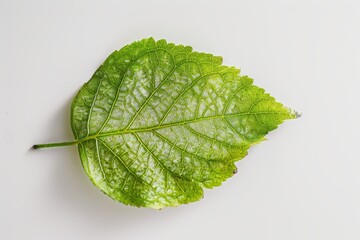 Fototapeta premium White background with green leaf