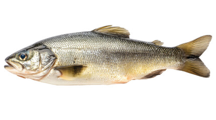 Obraz premium Silvery fish display, glistening scales, isolated on white background Isolated on white background or on a transparent background.