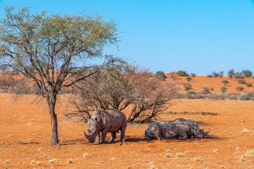 Gardinen Nashorn Two white rhinoceros, rhino portrait, wildlife safari and game drive in the Kalahari desert of Namibia, Africa  © Delphotostock