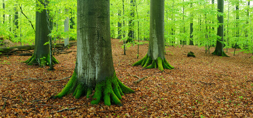 Panoramic Green Forest of Mighty Old Beech Trees in Early Spring
