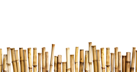 Bamboo stems border. Bamboo fence, paling. Row of natural bamboo stems of varying heights, arranged vertically. Isolated cutout on transparent or white background.