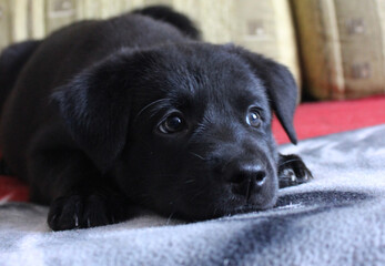 Black puppy lying on a soft blanket, looking curiously at the camera in a cozy indoor setting during the afternoon
