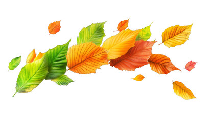Fototapeta premium autumn leaves isolated on white