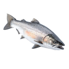Obraz premium Salmon fish swimming