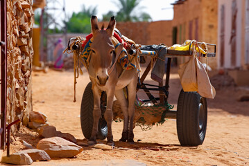 Chinguetti. Mauritania. A sad donkey harnessed to a two-wheeled cart on a city street.  This is the most common form of transport here. © Александр Катаржин