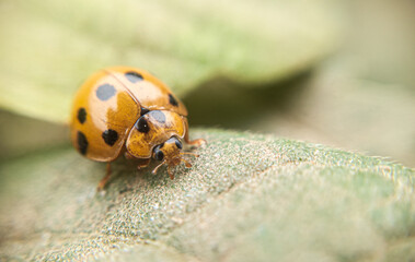 Fototapeta premium Macro Photography of Nature’s Hidden Jewels: A Yellow-and-Black Dotted Insect on a Canvas of Green