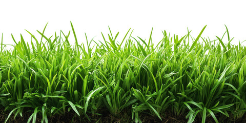 Obraz premium Lush green grass blades isolated on transparent background