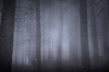 Obraz premium Foggy woods at dusk