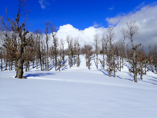Winter snow mountain cabin panorama. Winter mountain snow forest tree. landscape mountain snow....